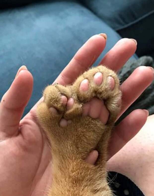 кот нашел дом кошачья лапка