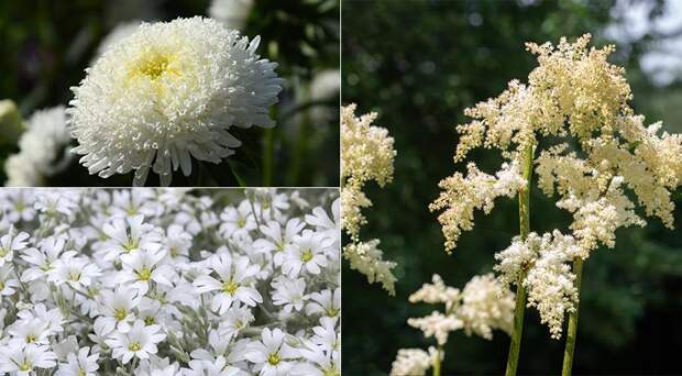 Белые цветы для монохромного сада: 50 лучших белоснежных садовых растений