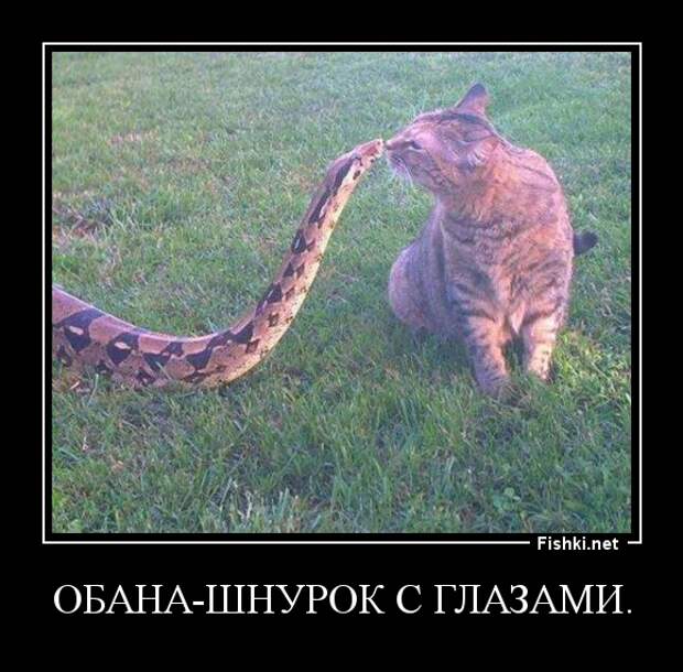Демотиваторы демотиваторы, прикол, смех, юмор