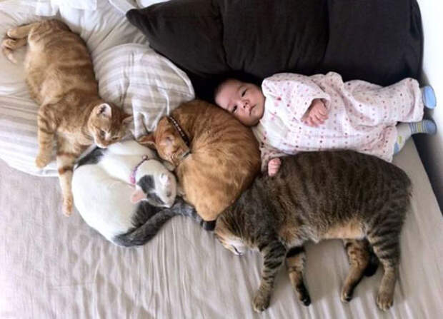 коты и дети
