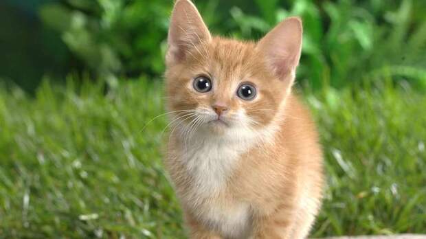 Британцы выпустили "кошачий словарь" (ВИДЕО) - ГолосUA