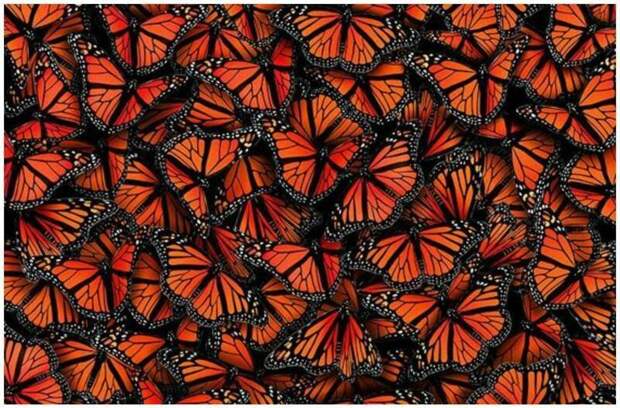 Пестрый мир бабочек бабочка, животные, подборка