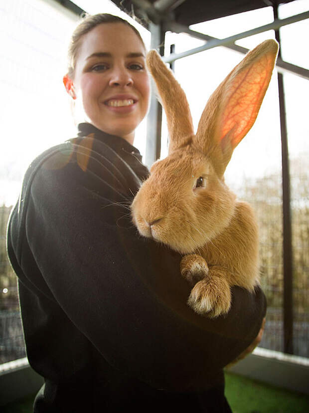 giant-rabbit-atlas-looking-for-home-scottish-spca-3