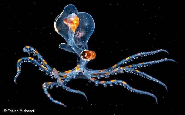 Забавные, яркие, необычные фотографии животных на конкурсе Wildlife Photographer of the Year 2015