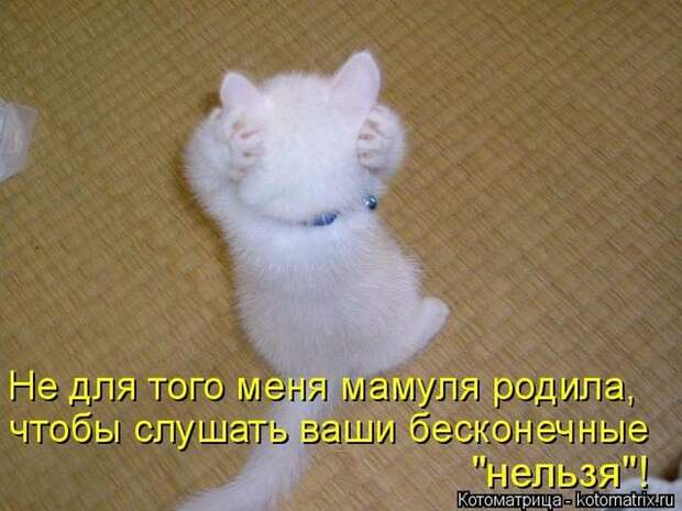 Лучшие котоматрицы недели