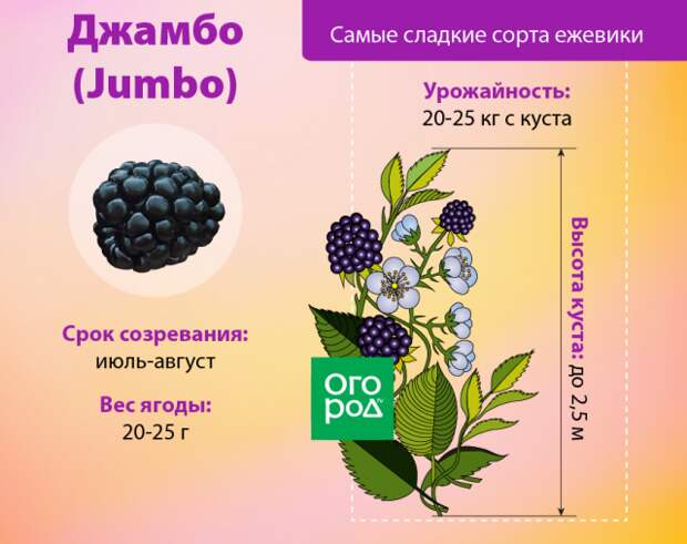 Ежевика Джамбо