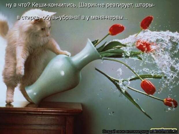 Свежая котоматрица (38 фото)
