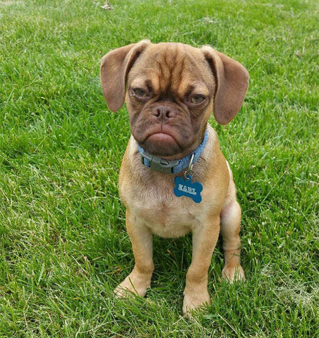 grumpy-dog-earl-puggle-meme-18