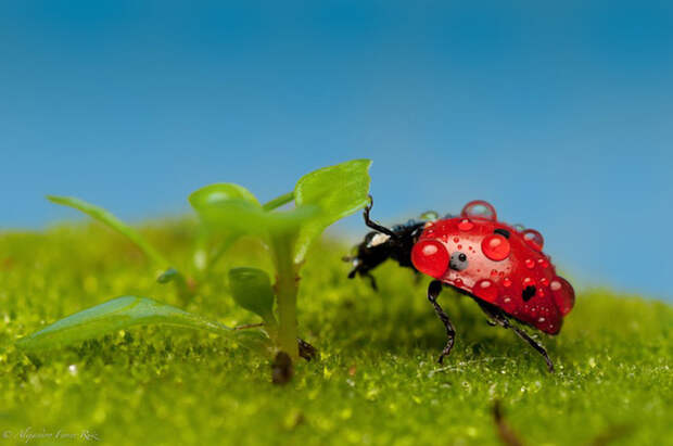 божья коровка фото 7 (700x464, 90Kb)
