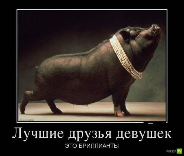 Прикольные демотиваторы о животных (30 фото) Прикольные демотиваторы о животных (30 фото)
