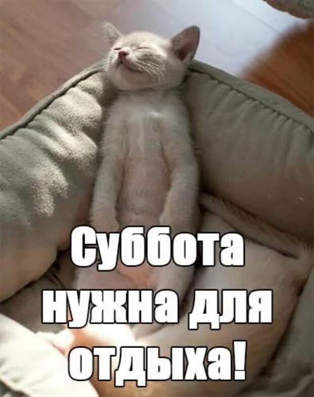 Субботний котопост коты, кошки, приколы с котами., смешные коты