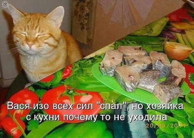 Забавные и жизнерадостные звери 7