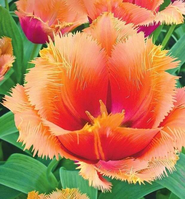 Тюльпан бахромчатый Ламбада