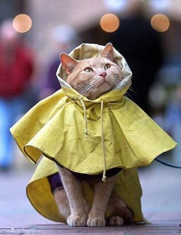 стильные кошки, кошки в модной одежде, модные коты