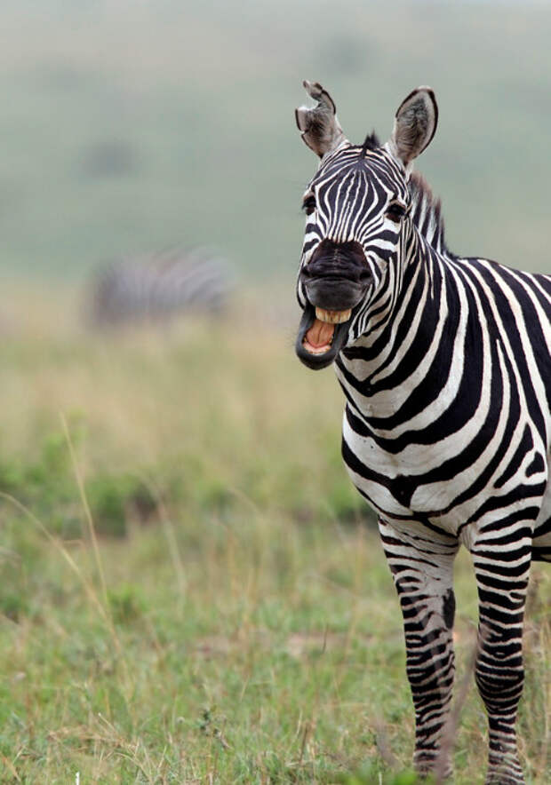 Фото: Megan Lorenz