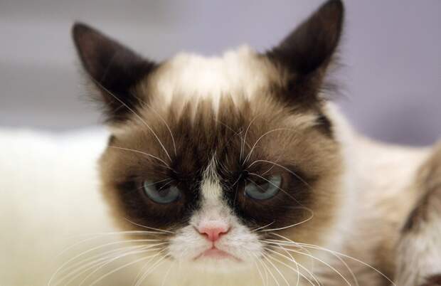 10 заветных секретов успеха самого богатого кота в мире GrumpyCat04 10 заветных секретов успеха самого богатого кота в мире