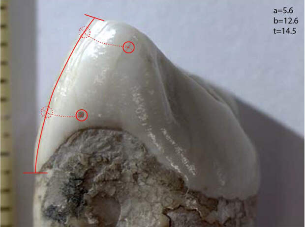 Древние женщины кормили грудью по рекомендациям ВОЗ