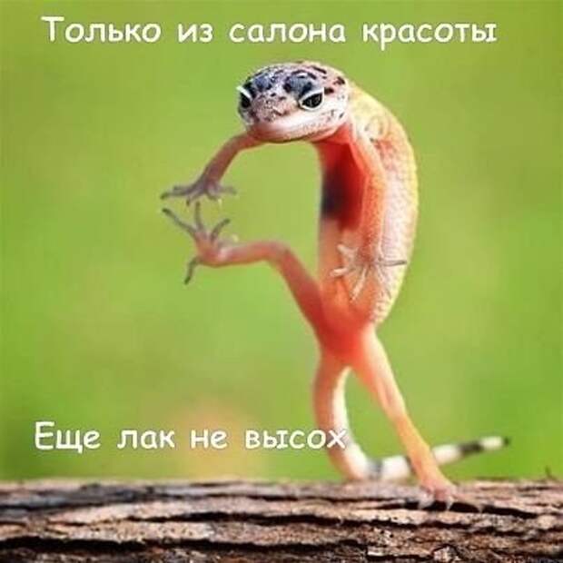 Позитив зверский с забавными надписями Позитив зверский с забавными надписями