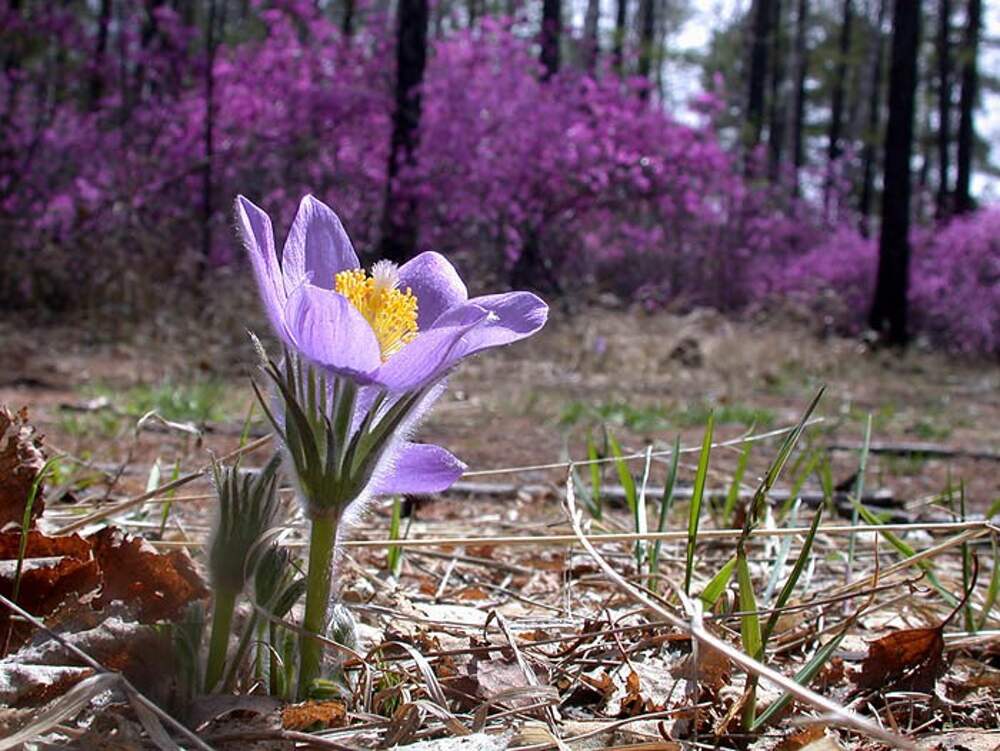 Подснежники фиолетовые Лесные