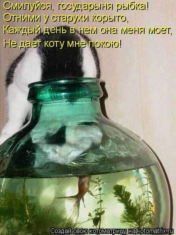 Лучшие котоматрицы недели