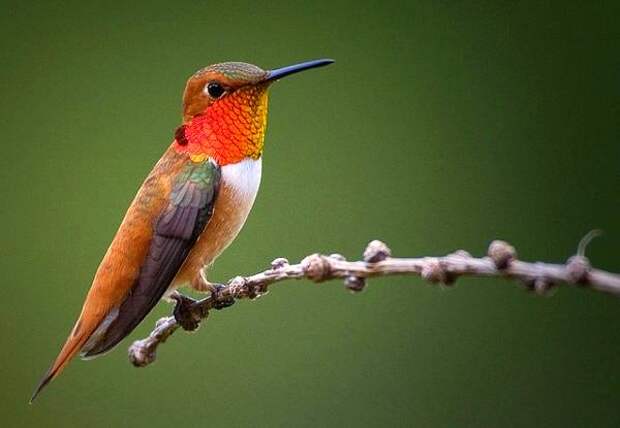 Охристый колибри (Selasphorus rufus) самец, фото птицы фотография