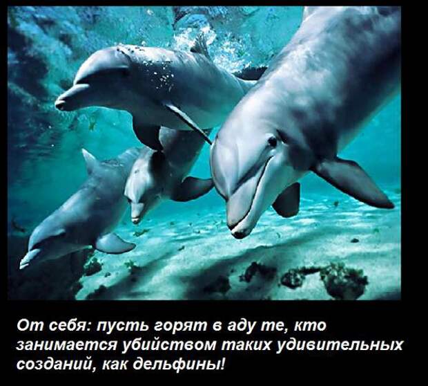 Дельфины и акулы Дельфины и акулы акулы, дельфины