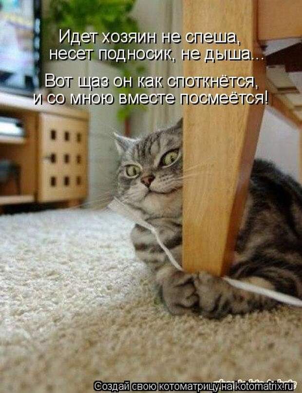 Котоматрицы на первый день весны (18 фото)
