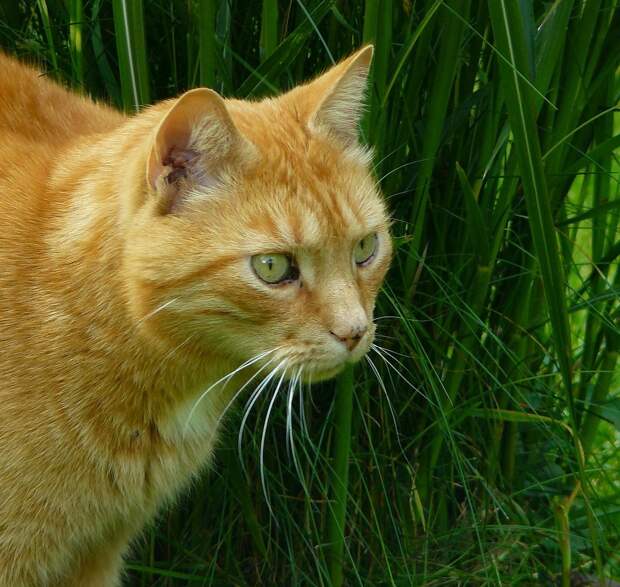 рыжие коты и кошки фото (5)