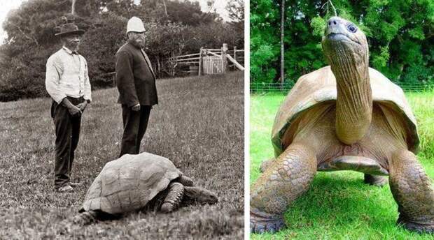 Это Джонатан, гигантская черепаха, родившаяся в 1832 году. Слева его фотография, сделанная в 1902 году, справа-в 2017 году. Сейчас ей 188 лет.
