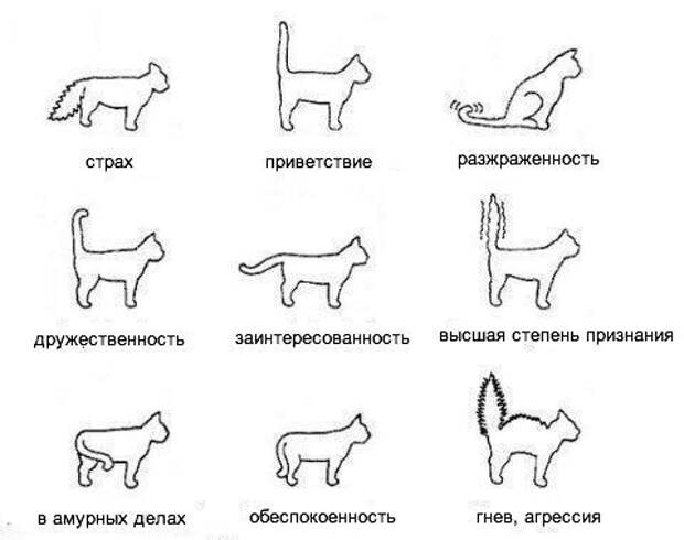 Как понимать кота Как понимать кота