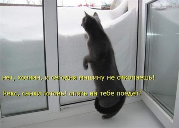 Прикольные коты  (65 фото)