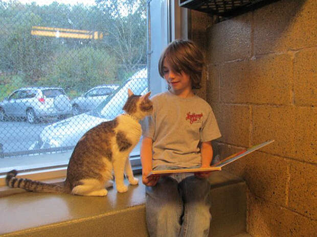 reading-children-shelter-cats-book-buddies-6