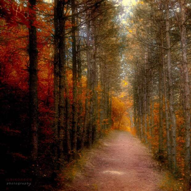 Таинственный лес от Ildiko Neer