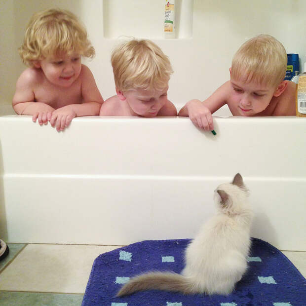 Мальчики и их кошки  кошка, мальчик, фото