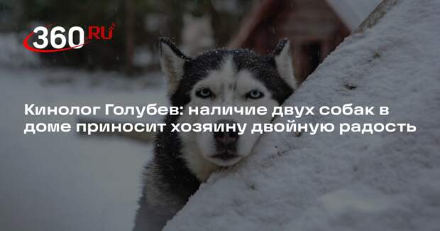 Кинолог Голубев: наличие двух собак в доме приносит хозяину двойную радость