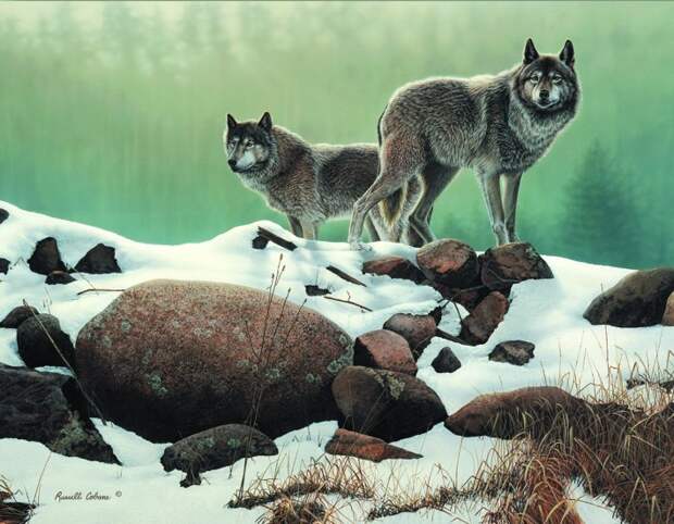 Флора и фауна в ярких картинах Russell Cobane (60 работ)