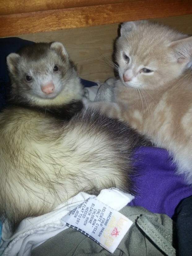 дружба двух хорьков и котенка, рыжи котенок дружит с хорьками, котоено и хорьки