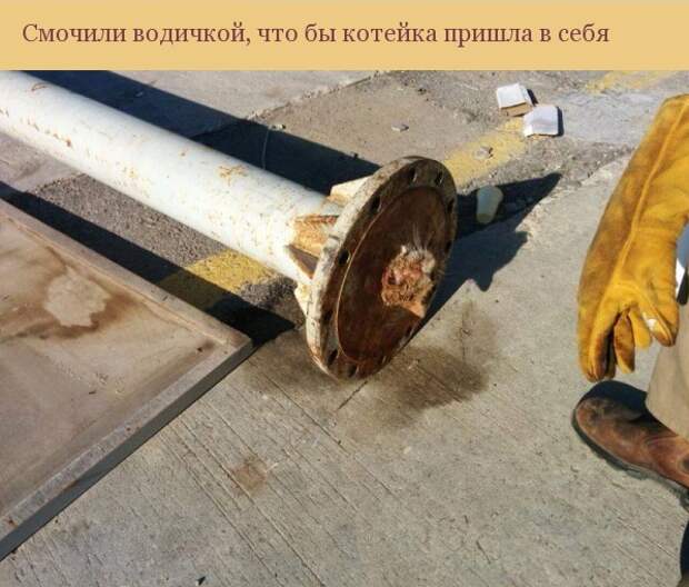 Спасение одной котейки Спасение одной котейки кот, спасение