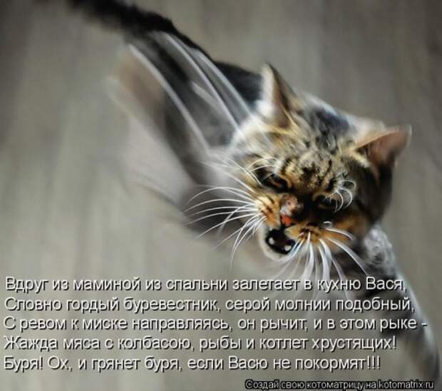Лучшая котоматрица недели (35 фото)
