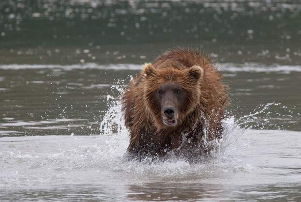 Первозданная Камчатка: Земля медведей