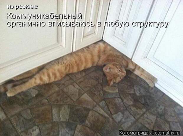Котоматрицы (картинки с надписями)