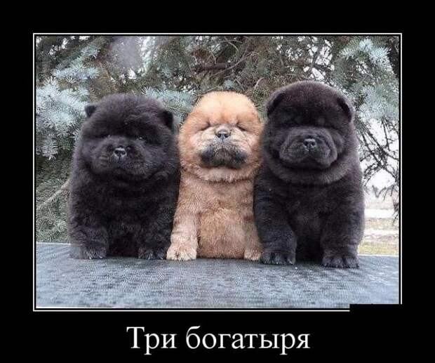 Три богатыря демотиватор, юмор