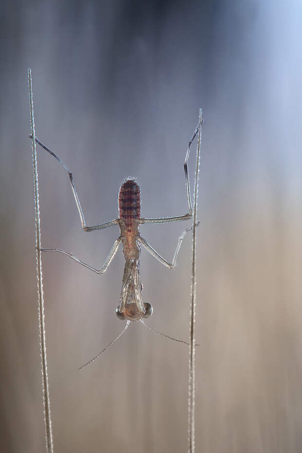 макро фотографии насекомых