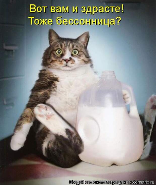 котоматрицы (50 фото)