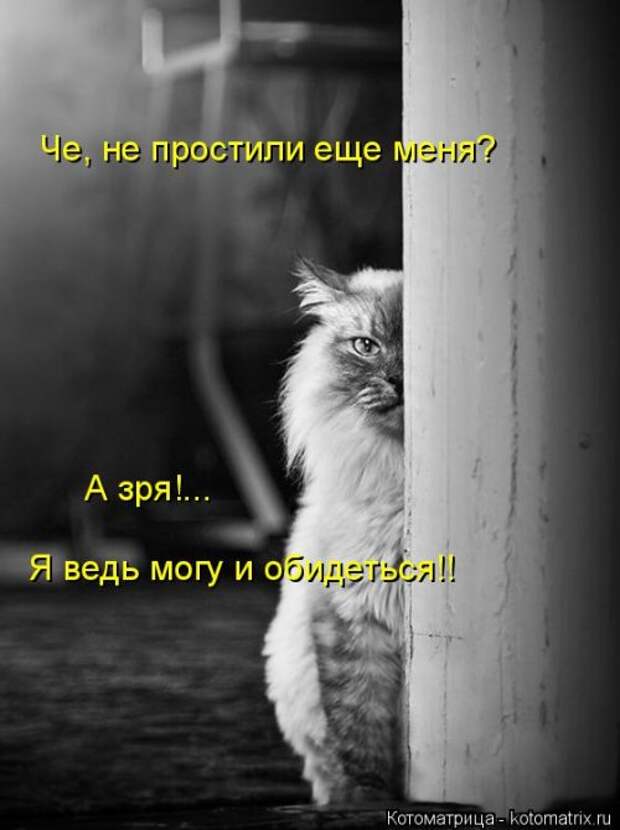 Свежая котоматрица для хорошего настроения (31 фото)