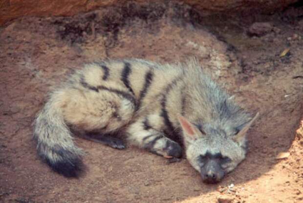 aardwolf, земляной волк