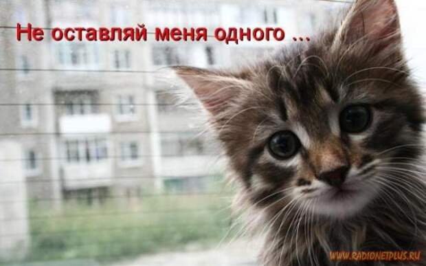 Зверье мое......