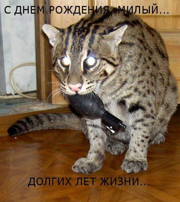 Котоматрица 9