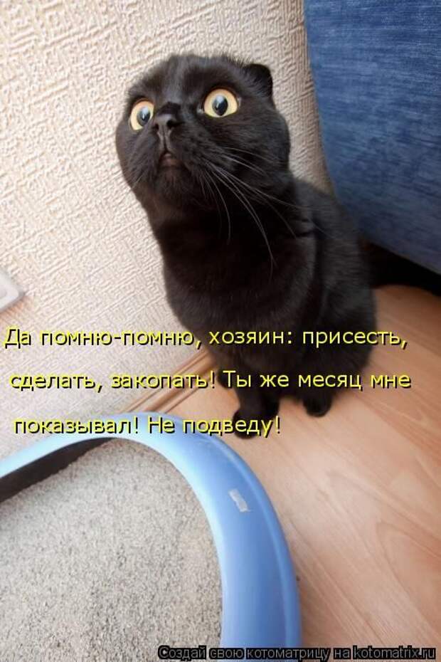 Лучшие котоматрицы недели