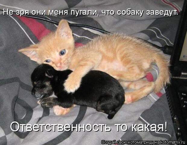 Котоматрица: Не зря они меня пугали, что собаку заведут. Ответственность то какая!